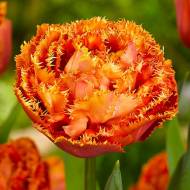 Тюльпан бахромчатый Sensual Touch