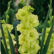 Гладиолус Зеленая звезда за 4 шт.