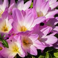 Безвременник Giant