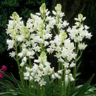 Гиацинтоидес белый