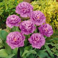 Тюльпан многоцветковый Lilac Perfection