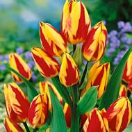 Тюльпан многоцветковый Colour Spectacle
