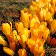 Крокус Golden Yellow
