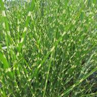 Саженец китайского мискантуса (мискант) STRICTUS DWARF в контейнере