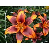 Лилия азиатская двухцветная Forever Susan (14/16)