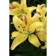 Лилия АОА Гибрид Field Of Gold