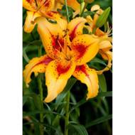 Лилия АОА Гибрид Hotel California