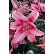 Лилия АОА Гибрид Child In Time