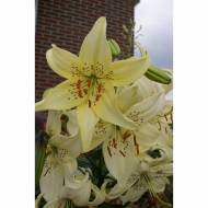 Лилия тигровая Sweet Surrender (14/16)