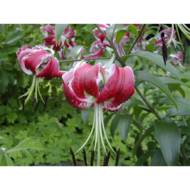 Лилия тюрбан Black Beauty (Лилейное дерево)