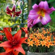 Лилия Смесь 4 сортов
