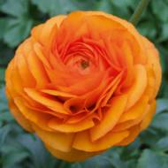 Лютик Оранжевый