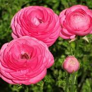 Лютик Розовый (5/6)