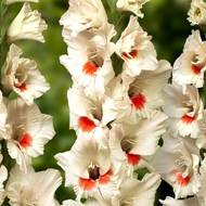 Гладиолус Атом Нануса