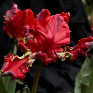 Тюльпан попугайный Rococo.