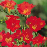 Фрезия красная (5/6)