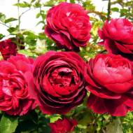 Роза английская Кинг Артур (кустовая)