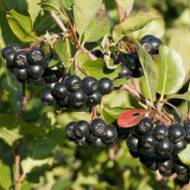 Саженец Арония обычная в контейнере