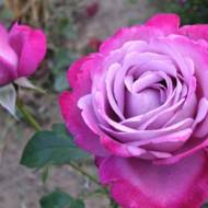 Роза плетистая Блю Босс