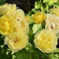 Роза флорибунда Комтесс де барри