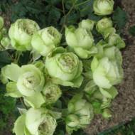 Роза флорибунда Лавли грин