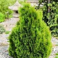 Саженец туи западной Miky в контейнере