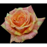 Роза чайно-гибридная Фиеста