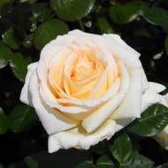 Роза чайно-гибридная Анастасия
