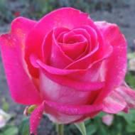 Роза чайно-гибридная Верди