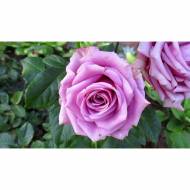 Роза чайно-гибридная Кул Вотер