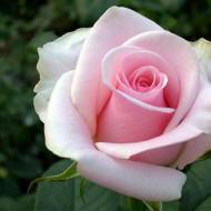 Роза чайно-гибридная Титаник