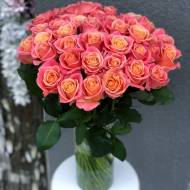 Роза чайно-гибридная Мисс Пигги