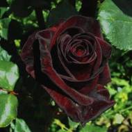 Роза чайно-гибридная Черный принц