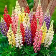 Люпин многолетний (смесь)