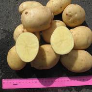Семенной картофель Аризона