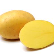 Семенной картофель Бернина
