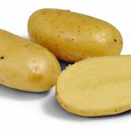 Семенной картофель Челенджер