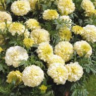 Бархатцы Эскимо за 0,1 г