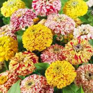 Цинния Кан-кан (смесь) за 0,4 г