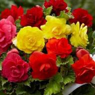 Бегония Роял F1 (крупноцветная смесь) за 10 сем.