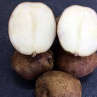 Семенной картофель Взирець