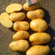 Семенной картофель Гранада