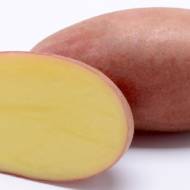 Семенной картофель Санибель