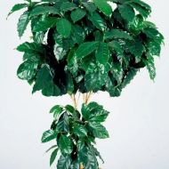 Кофейное дерево Арабика за 5 сем.