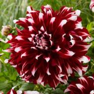 Георгина Декоративная X-Factor за шт.