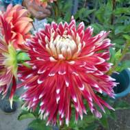 Георгина Akita (декоративная)