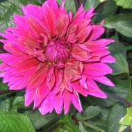 Георгина Thomas Edison (декоративная)