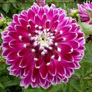 Георгина декоративная Vancouver