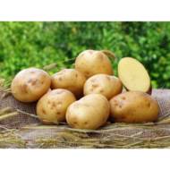 Насіннєва картопля Вівіана