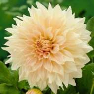 Георгина декоративная Cafe au Lait